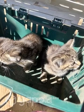 Se regalan gatitos pequeños - Imagen 6