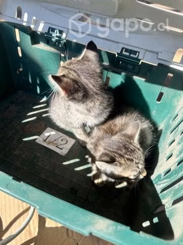 Se regalan gatitos pequeños - Imagen 2