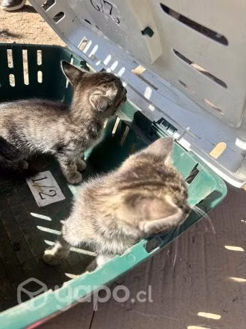 Se regalan gatitos pequeños - Imagen 4