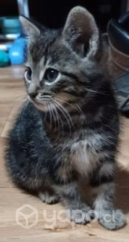 Adopción