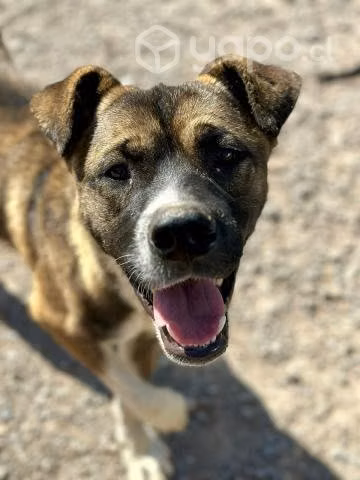 KRYPTO, mezcla de AKITA en Adopcion