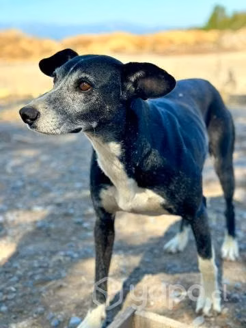 Winn Dixie GALGO