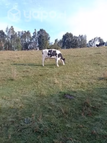 Vacas