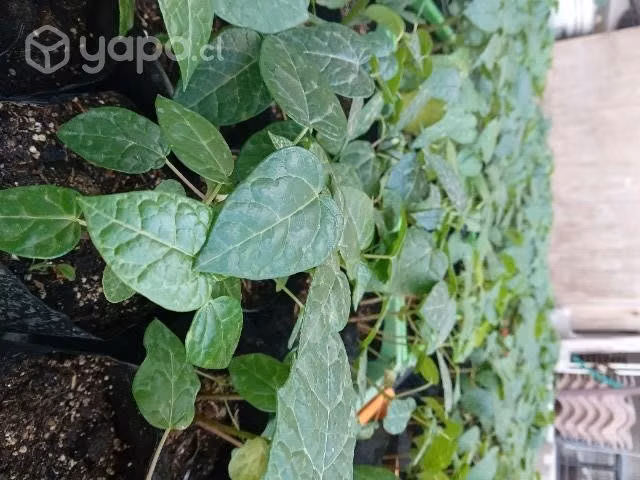Plantas de Papayo, Papayas - Imagen 3