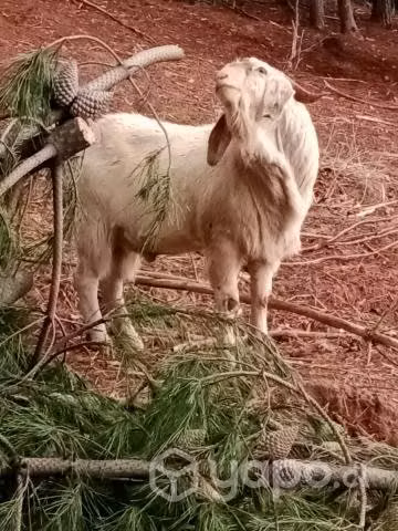 Chivos