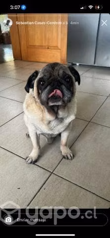 Pug busca novia