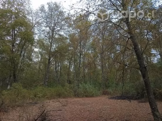 Hermosa parcela en región de Ñuble