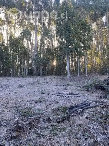 Venta de terreno, 3,86 Hectáreas o más.- - Imagen 8