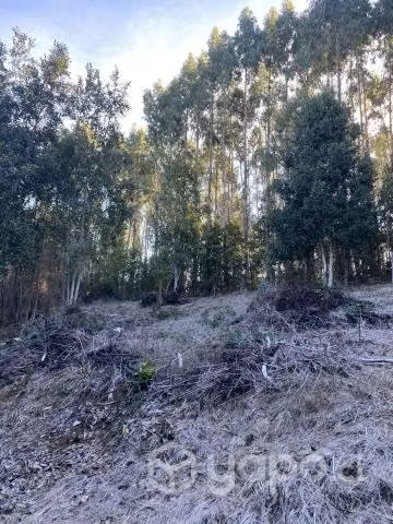 Venta de terreno, 3,86 Hectáreas o más.- - Imagen 9