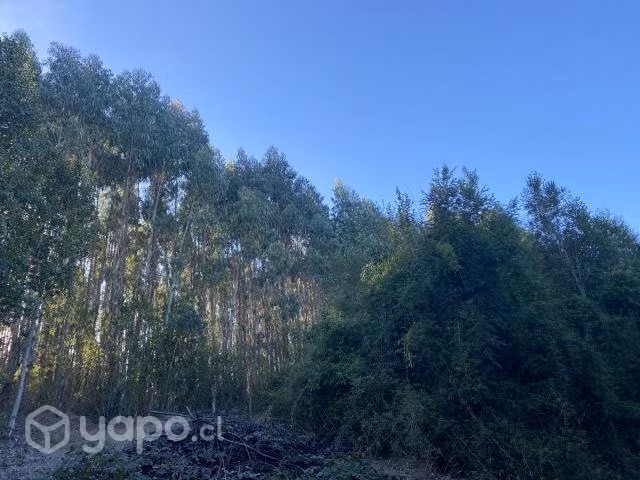 Venta de terreno, 3,86 Hectáreas o más.- - Imagen 5