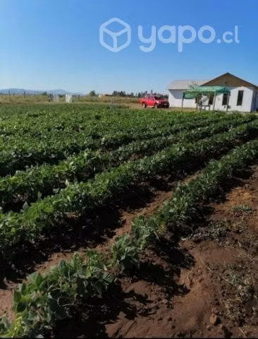 Parcela de 5000m2 con casa incluida - Imagen 4