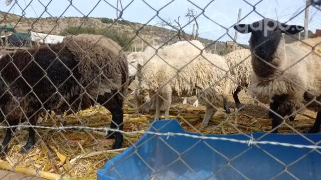 Ovejas