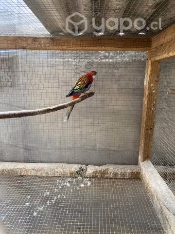Rosella