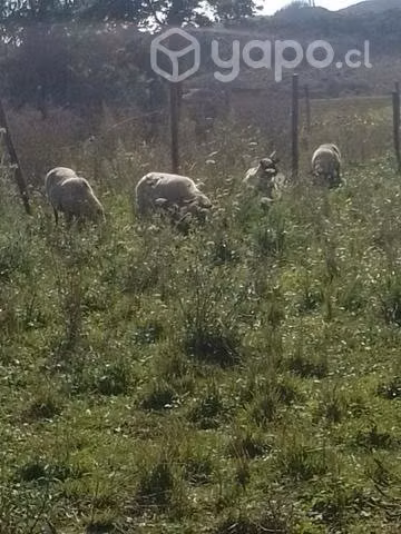 Ovejas