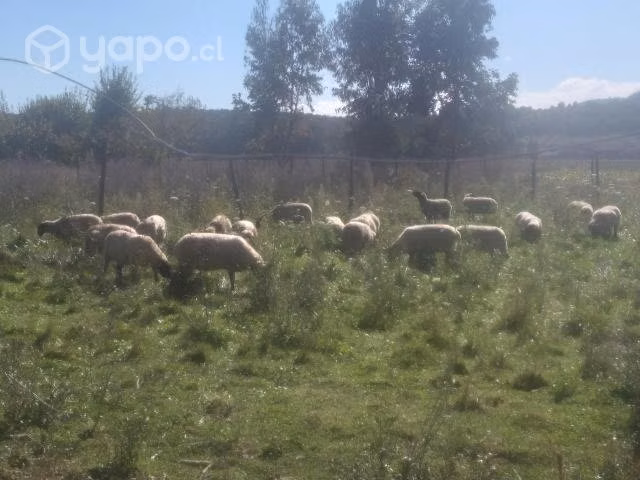 Obejas por parir