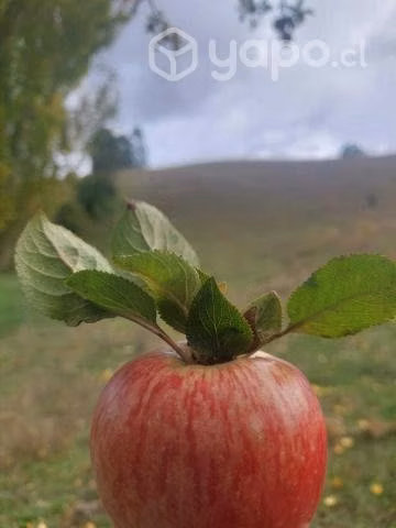 1.33 hectáreas camino a Mashue
