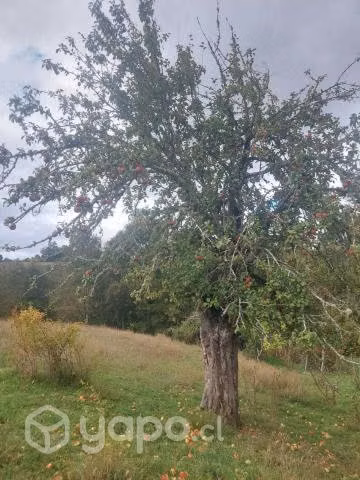 1.33 hectáreas camino a Mashue