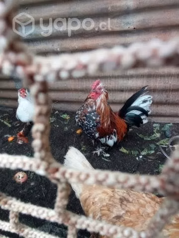 Gallo de la pasión (kikiriki)
