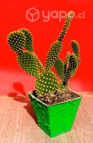 Maceta Cactus Opuntia Microdasys