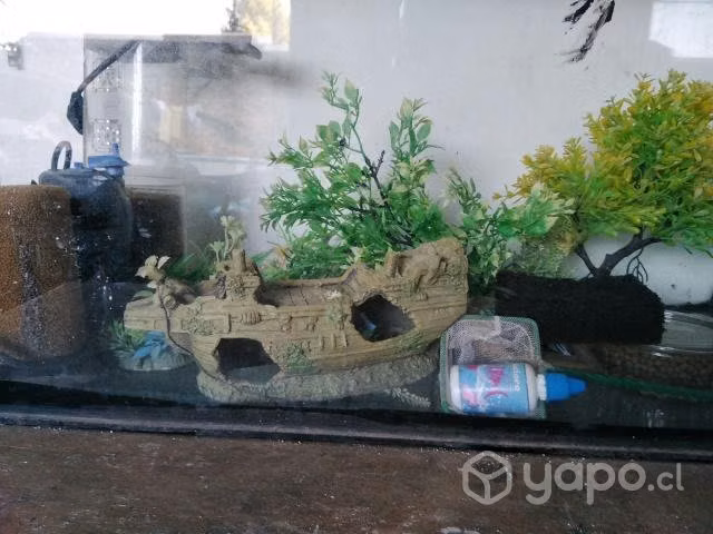 Acuario - Imagen 2
