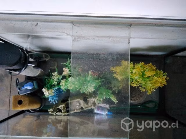 Acuario - Imagen 4