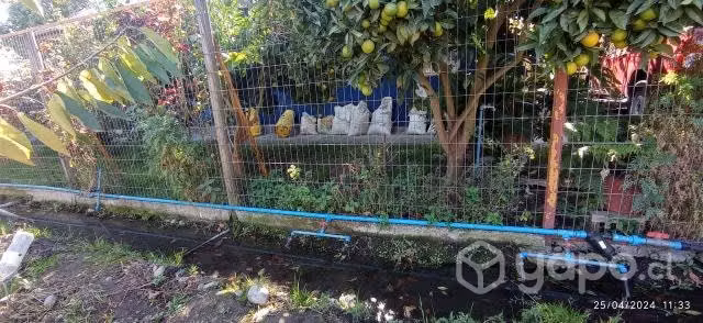 Exelente sitio con casa y arboles frutales