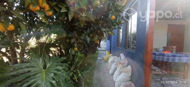 Exelente sitio con casa y arboles frutales