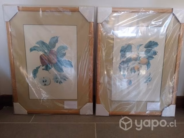 Cuadros ilustraciones botánicas