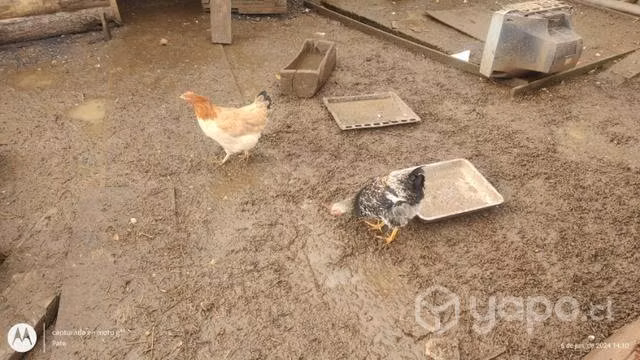 Pollitos de temporada