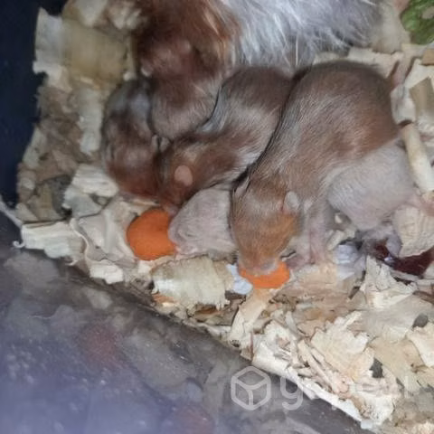 Hamster puerto montt super bonitos y bien cuidados