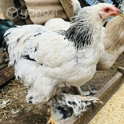 Pareja de pollos de raza