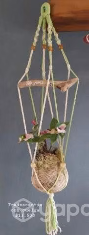 Plantas . Kokedamas ( macetero orgánico)