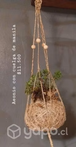 Plantas . Kokedamas ( macetero orgánico)
