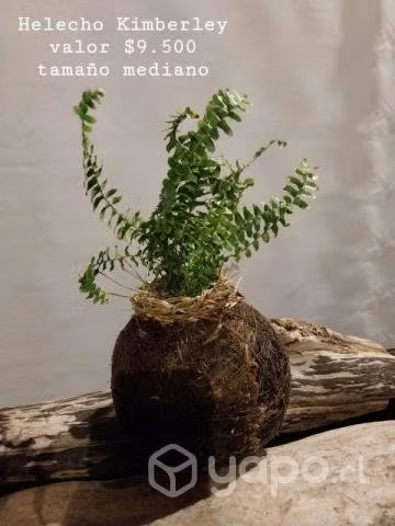 Plantas . Kokedamas ( macetero orgánico)
