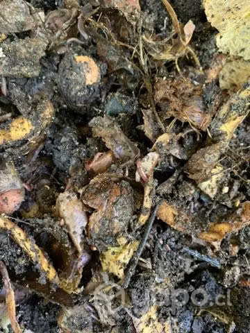 Lombriz californiana