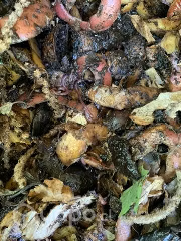 Lombriz californiana
