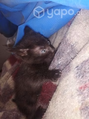 Se regalan gatitos