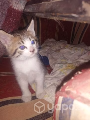 Se regalan gatitos