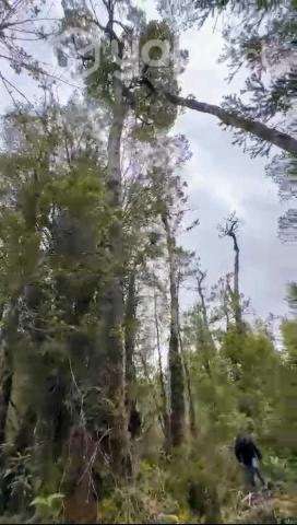 DOS HECTÁREAS, QUEMCHI, CHILOE - Imagen 4