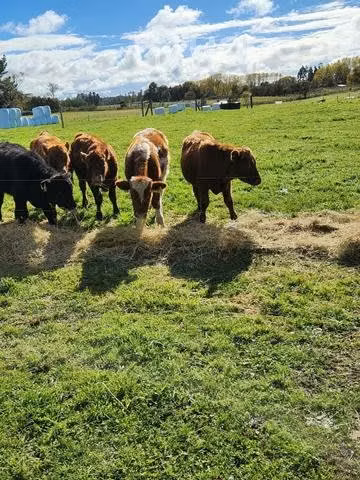 Lote de 23 terneros