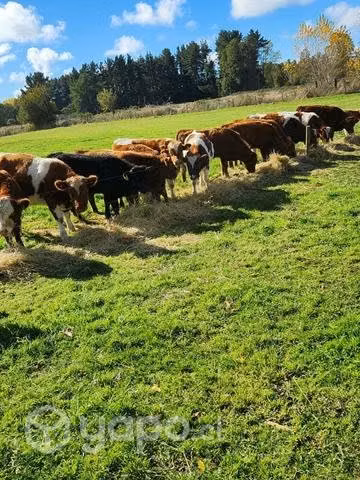 Lote de 23 terneros