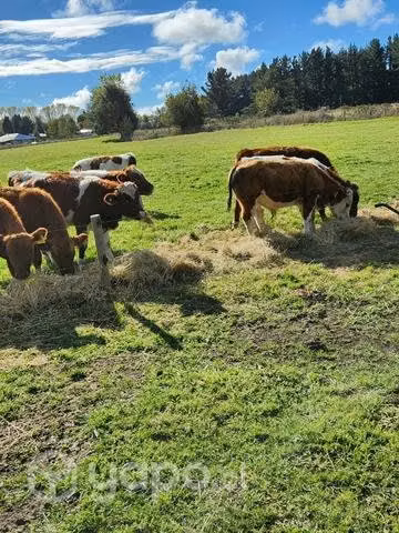 Lote de 23 terneros