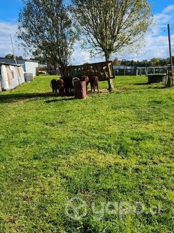 Lote de 23 terneros