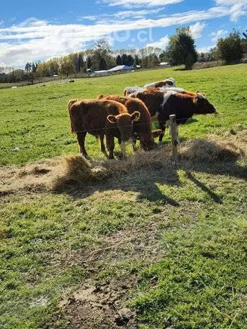 Lote de 23 terneros