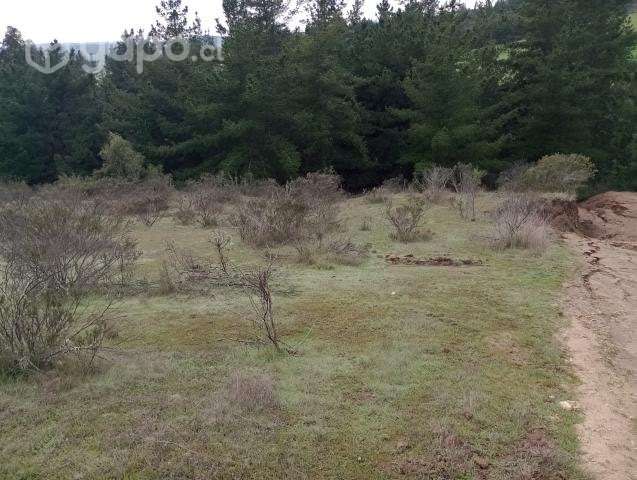 Terreno con un bosque de pino - Imagen 3