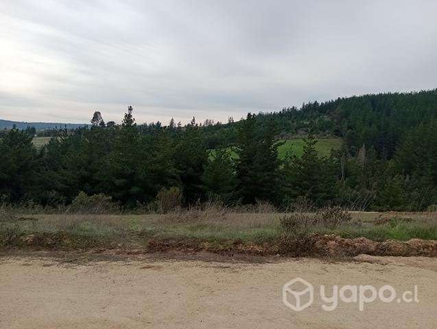 Terreno con un bosque de pino - Imagen 2