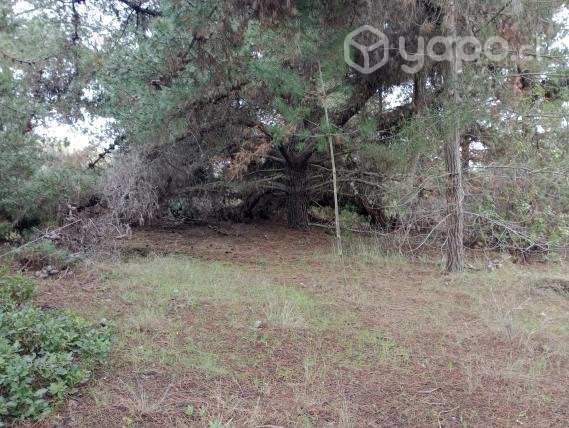 Terreno con un bosque de pino - Imagen 4