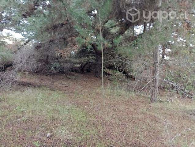 Terreno con un bosque de pino - Imagen 6