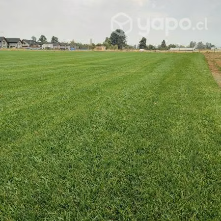 Venta de cesped premium
