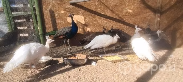 Pavos reales